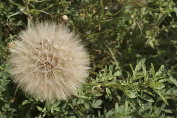Wild flowers - plants related to dandelion