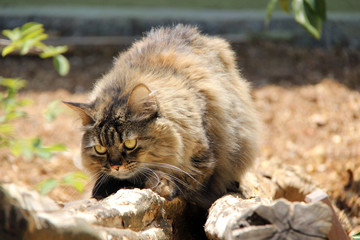 Gato 