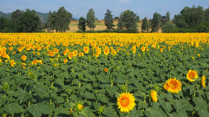 Obraz premium Yellow sunflowers. Wonderful rural landscape of sunflower field in sunny day