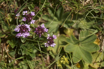 Wild flowers - Thyme blossom (Thymus serpyllum)
