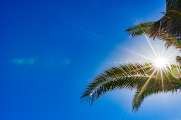 Fototapeta na wymiar Sommer Hintergrund Palme Himmel Blau mit Sonne Leuchten Strahlen