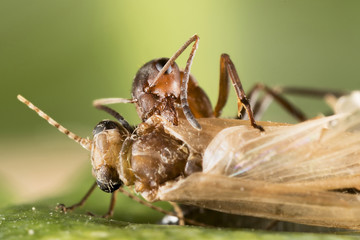 Red ant (Formica polyctena) kills the victim
