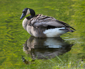 Canada goose sitting in shallow river with bright green reflection in surface of water