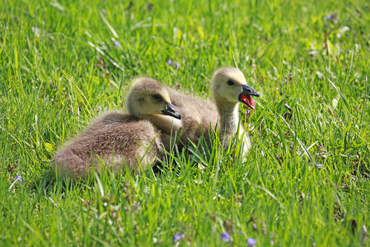 gooslings relaxing in green grass waiting for mama to come