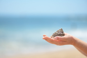 Child hands holding seashell