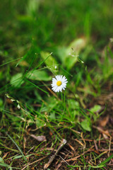 Blooming in the green grass daisy. Means of traditional medicine.