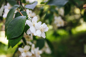 Flowering jasmine in the garden