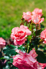 blooming pink roses in summer garden