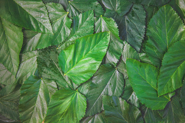 Green leaf background ,texture Copy space