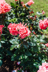 blooming pink roses in summer garden