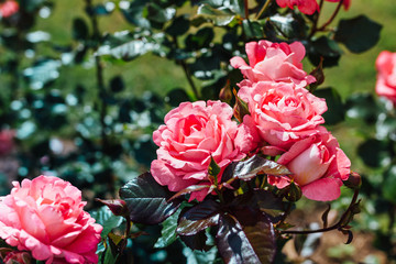 blooming pink roses in summer garden