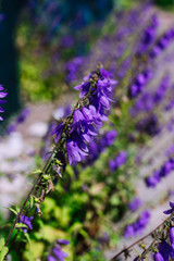 Bluebell ( Hyacinthoides non scripta ) flowering in the garden