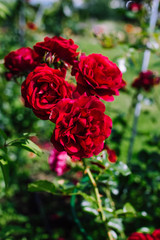 blooming red roses in summer garden