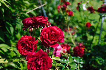 blooming red roses in summer garden