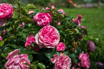 blooming pink roses in summer garden