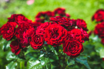 blooming red roses in summer garden