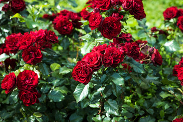 blooming red roses in summer garden