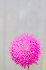 Beautiful ball-shaped bright pink flower in summer