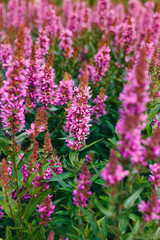 Obraz premium dactylorhiza praetermissa flowers in bloom