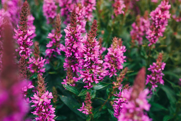 dactylorhiza praetermissa flowers in bloom