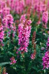 Obraz premium dactylorhiza praetermissa flowers in bloom