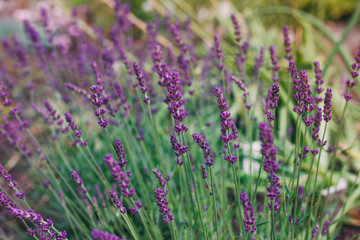 Lavender Flowers in garden