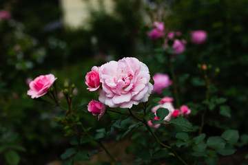 blooming pink pion roses in summer garden