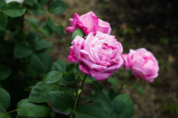 blooming pink pion roses in summer garden