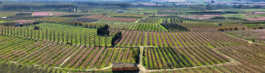 Flowering field of peach trees in Lleida