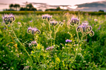 Phacelia tanacetifolia