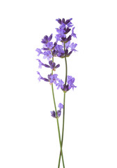 Two sprigs  of lavender isolated on white background.