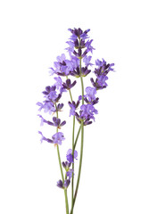 Few sprigs of lavender isolated on white background. - obrazy, fototapety, plakaty