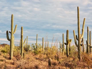 Gordijnen Landscape of the desert with Saguaro cacti.  Toned image © Antonel
