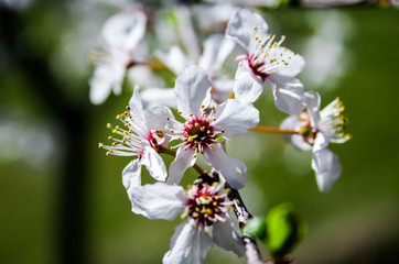 Flores blancas