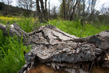 Tronco caido en el bosque