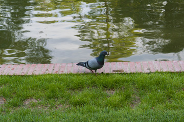 Paloma caminando al borde de un lago