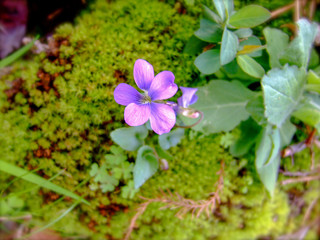 Purple flower in green moss