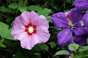 Hibiskus-Blüte in Pink und Clematis-Blüte in Lila © Natalia Greeske