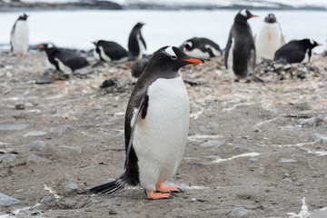 Gentoo penguin on beach