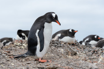 Fototapeta na wymiar Gentoo penguin on beach