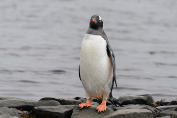 Gentoo penguin on beach