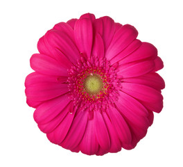 Gerbera flower of magenta color isolated on white background.