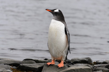 Naklejka premium Gentoo penguin on beach