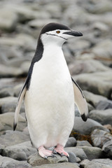 Fototapeta premium Chinstrap penguin on the beach