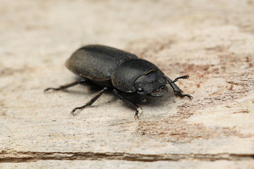 Dorcus parallelipipedus Balken-schröter