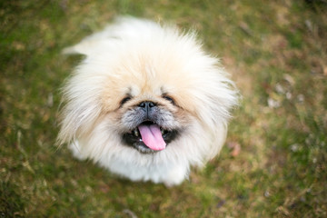 A fuzzy purebred Pekingese dog looking up