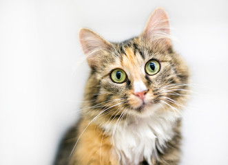 A calico tabby domestic medium haired cat, gazing at the camera with a head tilt
