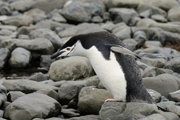 Fototapeta premium Chinstrap penguin on the beach