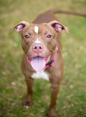 A red and white Pit Bull Terrier mixed breed dog with a happy expression, wearing a pink collar