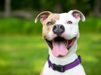 A happy brown and white Pit Bull Terrier mixed breed dog with a huge smile